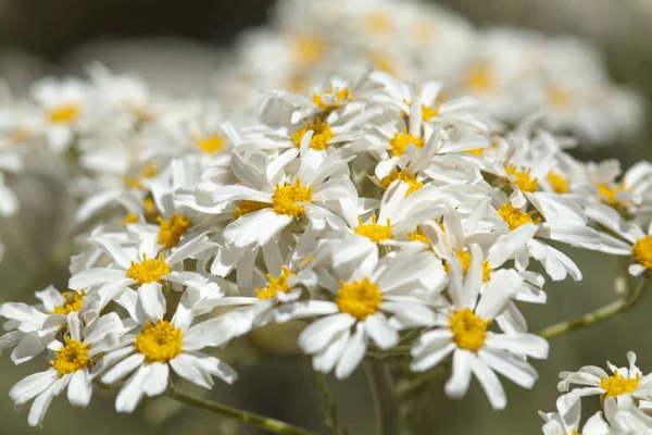 Flora z gran canaria - tanacetum ptarmiciflorum — Stock fotografie