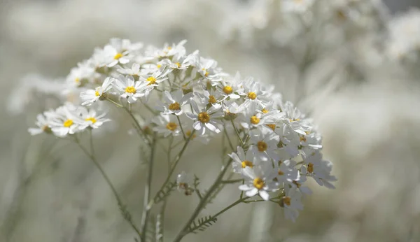 Flora z gran canaria - tanacetum ptarmiciflorum — Stock fotografie