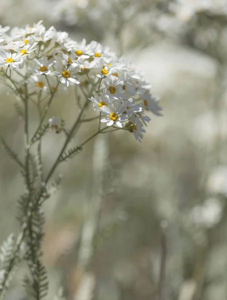 Флора Гран-Канарія - tanacetum ptarmiciflorum — стокове фото