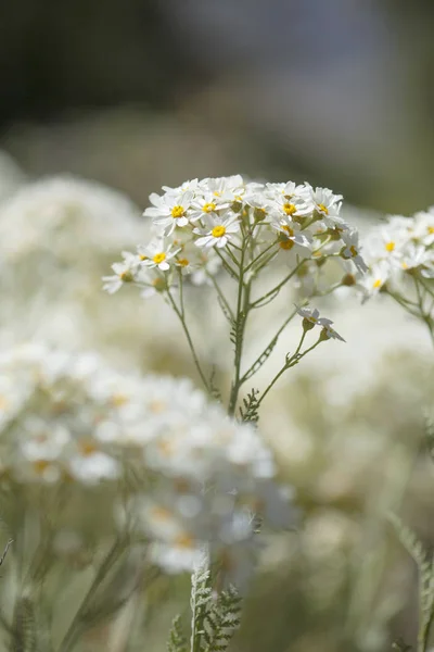 Flora gran Canria - tanacetum ptarmiciflorum — Zdjęcie stockowe