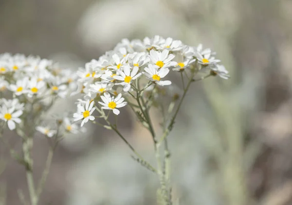 Flora of Gran Canaria -  Tanacetum ptarmiciflorum — Stock Photo, Image