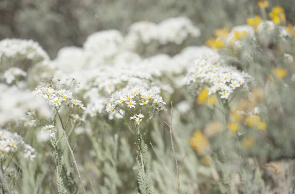 Flora von Gran Canaria - tanacetum ptarmiciflorum — Stockfoto