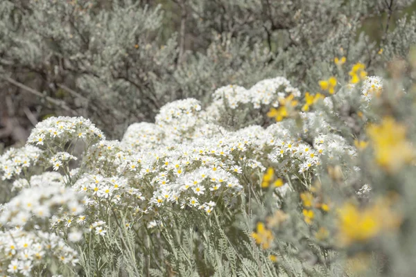 Χλωρίδα της Γκραν Κανάρια - tanacetum ptarmiciflorum — Φωτογραφία Αρχείου