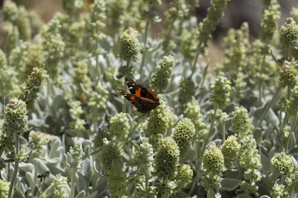 Gran Canaria - Sideritis dasygnaphala florası — Stok fotoğraf