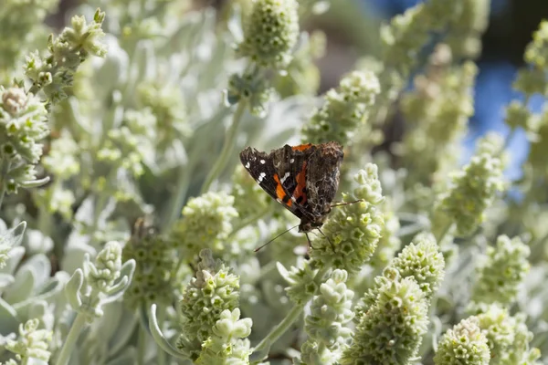 Flora z Gran Canaria - Sideritis dasygnaphala — Stock fotografie