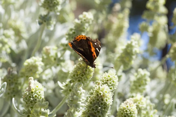 Flore de Gran Canaria - Sideritis dasygnaphala — Photo