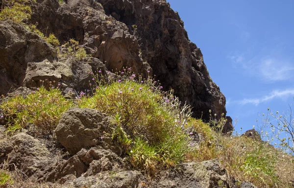 Westliche Gran Canaria, Mai — Stockfoto