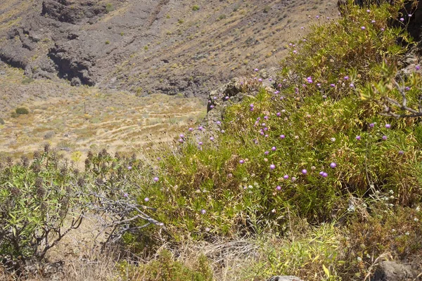 Westliche Gran Canaria, Mai — Stockfoto