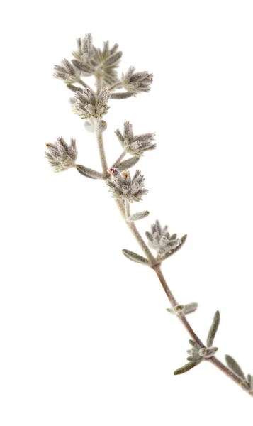 Flora Gran Canarii - Micromeria — Zdjęcie stockowe