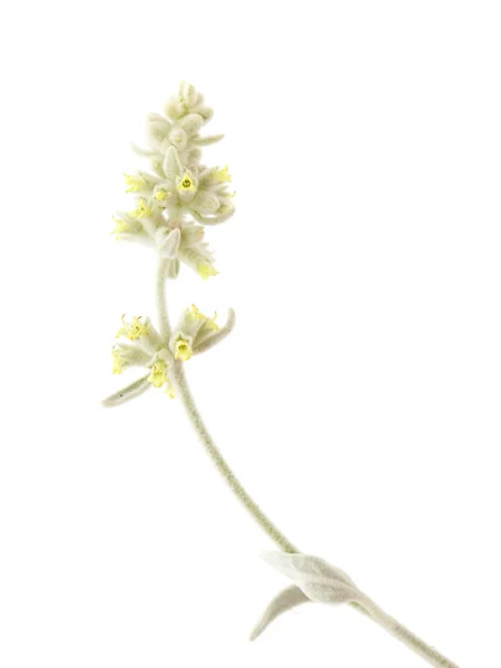 Flora of Gran Canaria - Sideritis dasygnaphala — Stock Photo, Image