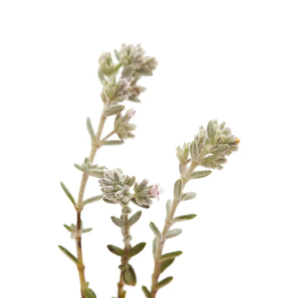 Flora Gran Canarii - Micromeria — Zdjęcie stockowe