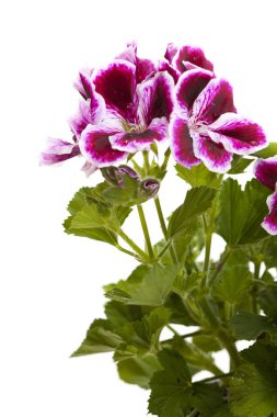 koyu kırmızı ve beyaz ıtır çarpıcı