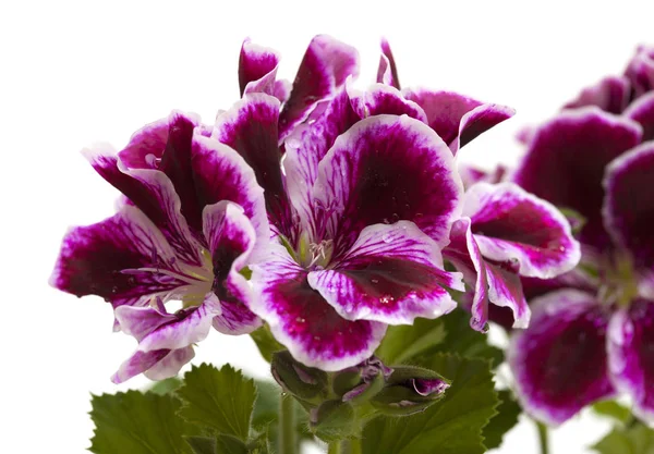 Magenta escuro impressionante e Pelargonium branco — Fotografia de Stock