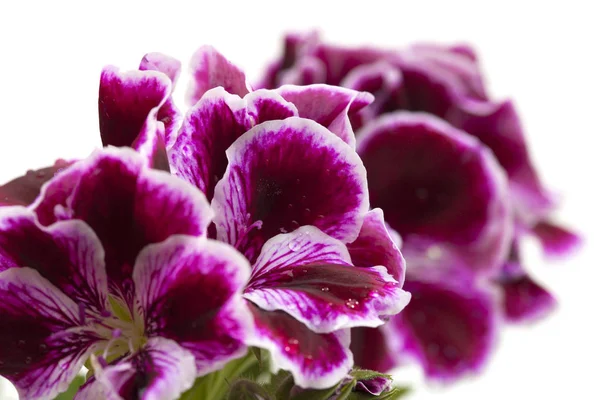 Striking dark magenta and white Pelargonium — Stock Photo, Image