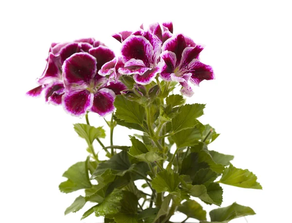 Nápadná tmavá purpurová a bílá Pelargonium — Stock fotografie