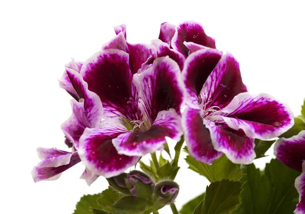 Magenta escuro impressionante e Pelargonium branco — Fotografia de Stock