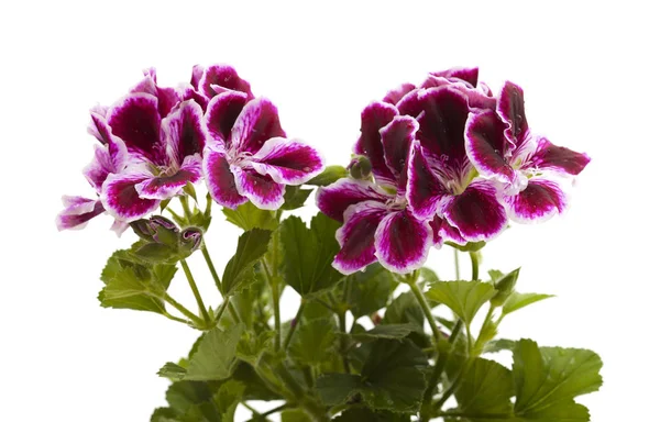 Яркий темно-пурпурный и белый пеларгоний — стоковое фото