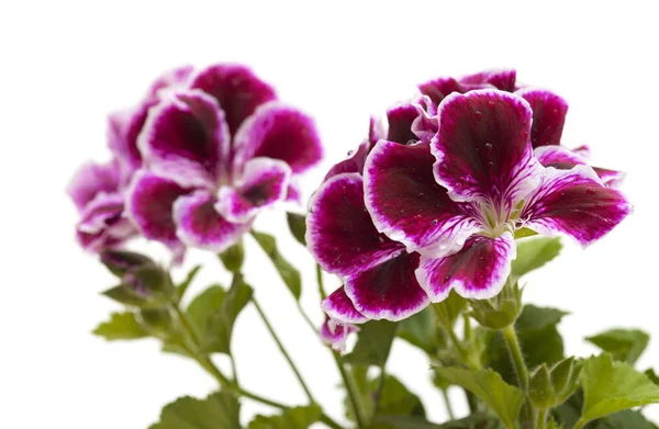 Auffallend dunkle Magenta und weiße Pelargonien — Stockfoto