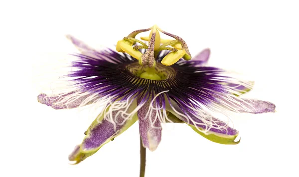 Purple and white passionflower isolated — Stock Photo, Image