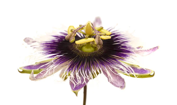 Paarse en witte Passiebloem geïsoleerd — Stockfoto