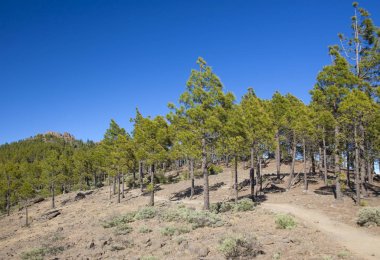 Gran Canaria, adanın Las Huelva'daki en yüksek alanlarında