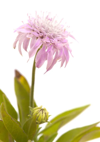 Flora av Gran Canaria, Pterocephalus dumetorum, berget scabiou — Stockfoto