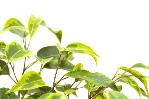 Weeping fig isolated — Stock Photo, Image