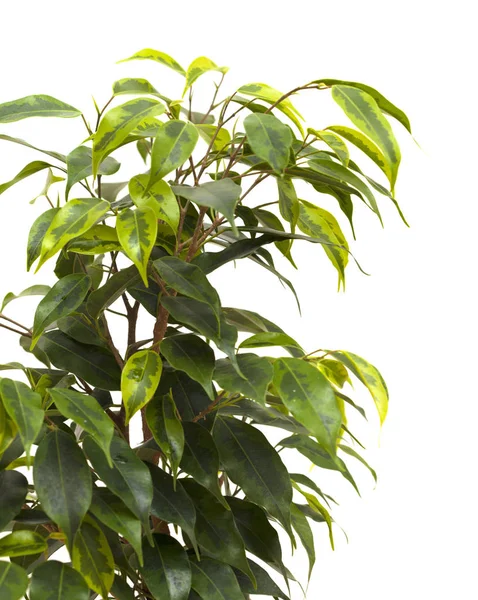 Weeping fig isolated — Stock Photo, Image