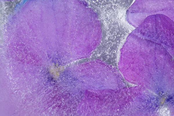 Bevroren flora - hortensia — Stockfoto