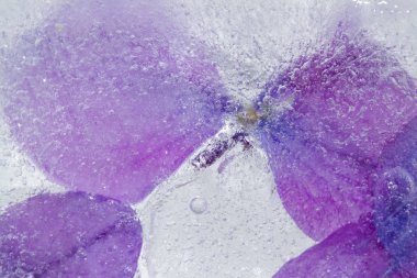 Flora - dondurulmuş ortanca