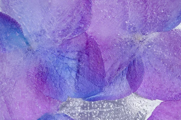 Frozen flora - hydrangea — Stock Photo, Image