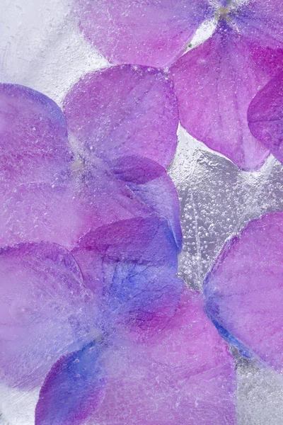 冻结植物-绣球花 — 图库照片