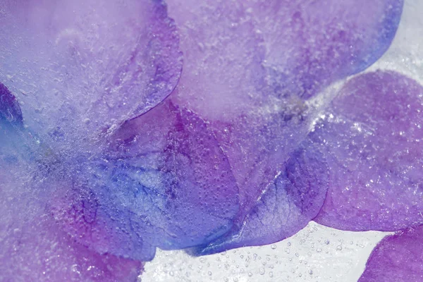 Замороженная флора - гортензия — стоковое фото
