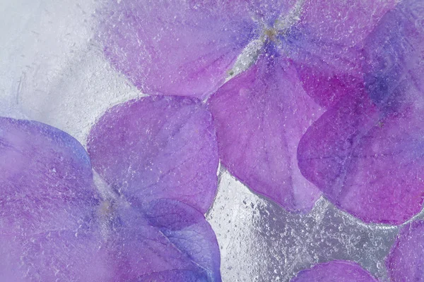 Bevroren flora - hortensia — Stockfoto