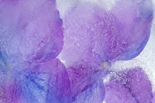 Frozen flora - hydrangea — Stock Photo, Image