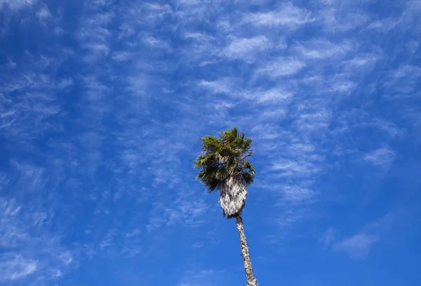 Palmeira velha alta — Fotografia de Stock