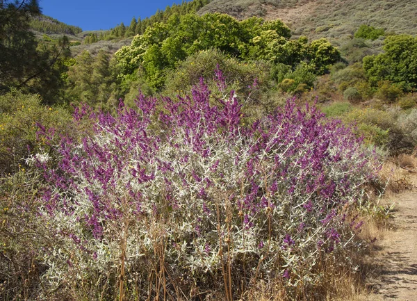 Gran Canaria, juin — Photo