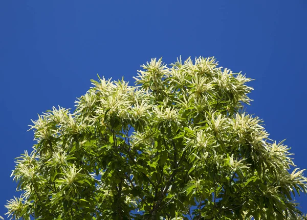 Flora von Gran Canaria - blühende Edelkastanie — Stockfoto