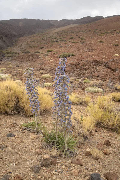 Flora Teneryfa, Wyspy Kanaryjskie — Zdjęcie stockowe