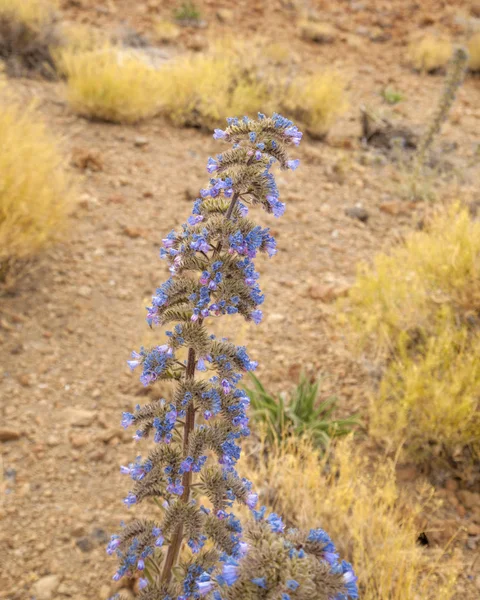 Tenerife, Kanarya Adaları florası