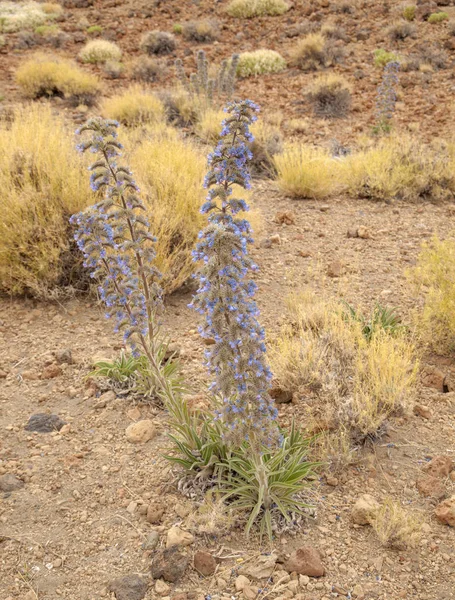 Flora von Teneriffa, Kanarische Inseln — Stockfoto