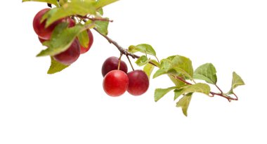 küçük kırmızı Erik dalları üzerinde