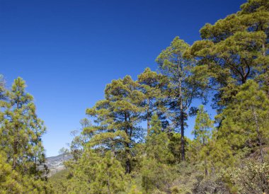 Büyük Kanarya, Temmuz, Tamadaba