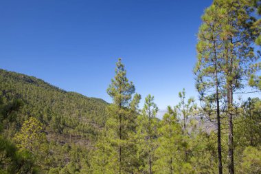 Büyük Kanarya, Temmuz, Tamadaba