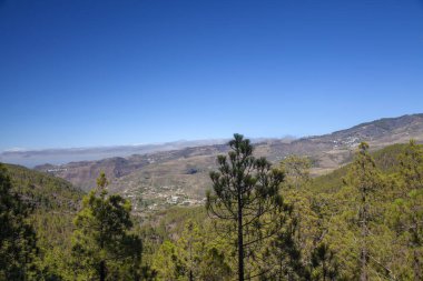 Büyük Kanarya, Temmuz, Tamadaba