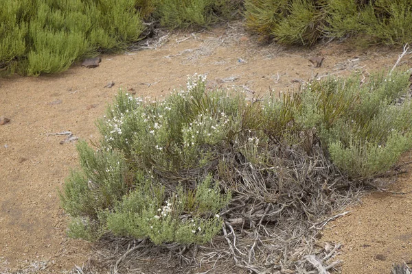 Tenerife, Kanarya Adaları — Stok fotoğraf