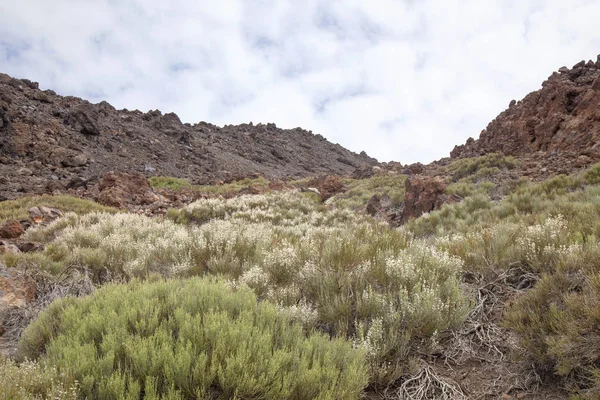 Kanarische Inseln, Teneriffa — Stockfoto