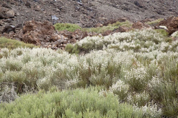 Îles Canaries, Tenerife — Photo