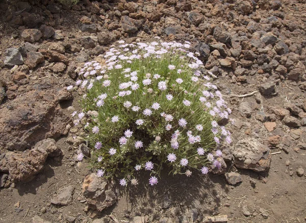 Flora Teneryfa, Wyspy Kanaryjskie - Pterocephalus lasiospermus — Zdjęcie stockowe