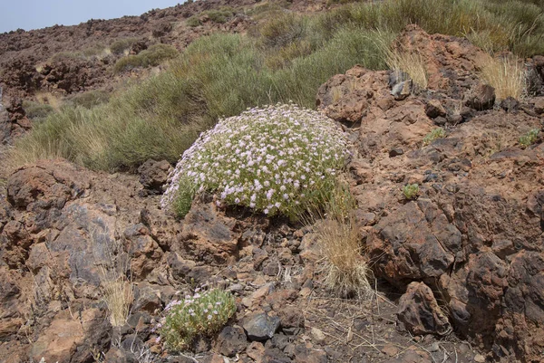 Flora von Teneriffa, Kanarische Inseln - pterocephalus lasiospermus — Stockfoto